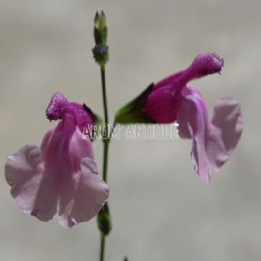 Sauge Shell Dancer bio, Salvia 'Shell Dancer', Arom'antique, aromates.