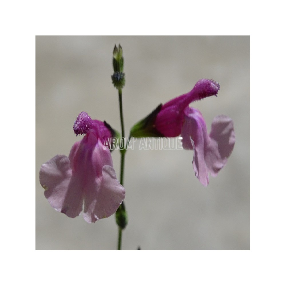Sauge Shell Dancer bio, Salvia 'Shell Dancer', Arom'antique, aromates.