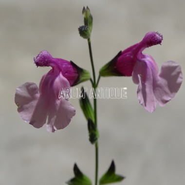 Sauge Shell Dancer bio, Salvia 'Shell Dancer', Arom'antique, aromates. 2