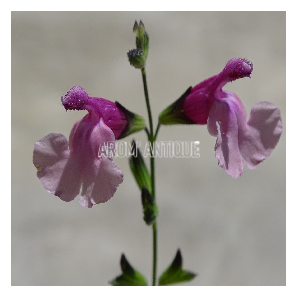Sauge Shell Dancer bio, Salvia 'Shell Dancer', Arom'antique, aromates.