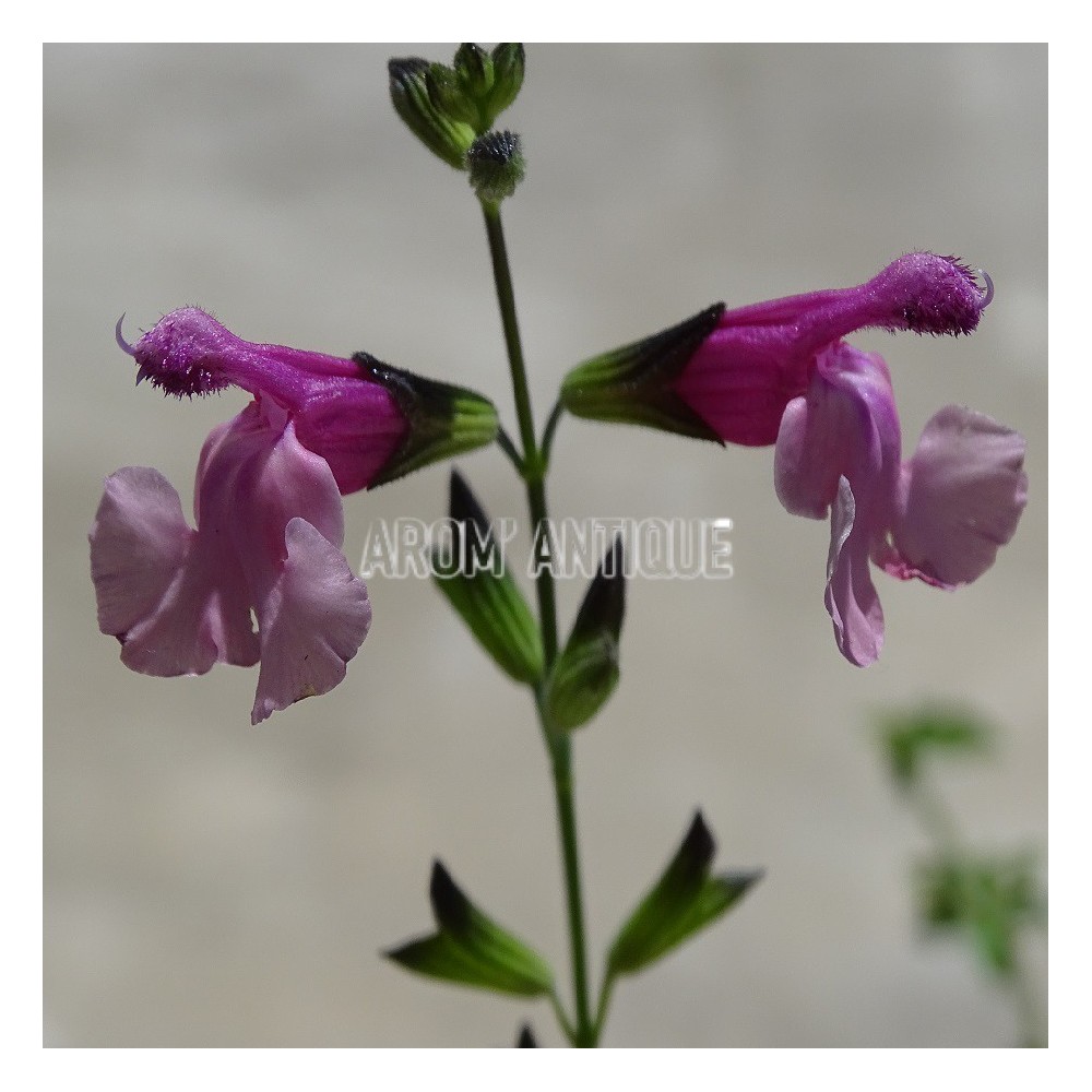 Sauge Shell Dancer bio, Salvia 'Shell Dancer', Arom'antique, aromates.