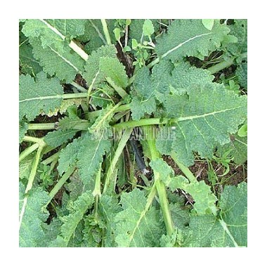 Sauge verveine, Salvia verbenaca, Arom'antique, 450 aromatiques bio.