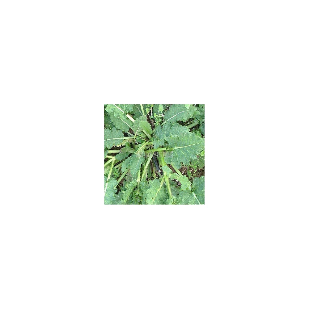 Sauge verveine, Salvia verbenaca, Arom'antique, 450 aromatiques bio.
