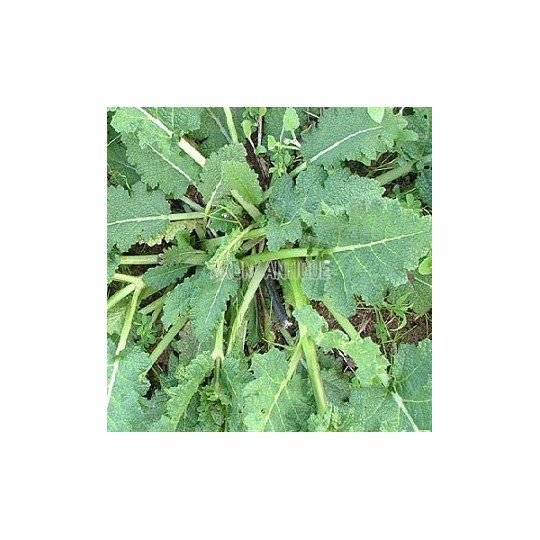 Sauge verveine, Salvia verbenaca, Arom'antique, 450 aromatiques bio.