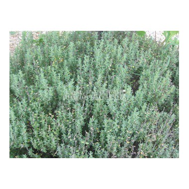 Thym à thuyanol bio, Thymus vulgaris thuyanoliferum, 500 aromatiques. 2