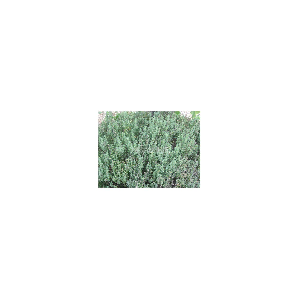 Thym à thuyanol bio, Thymus vulgaris thuyanoliferum, 500 aromatiques.