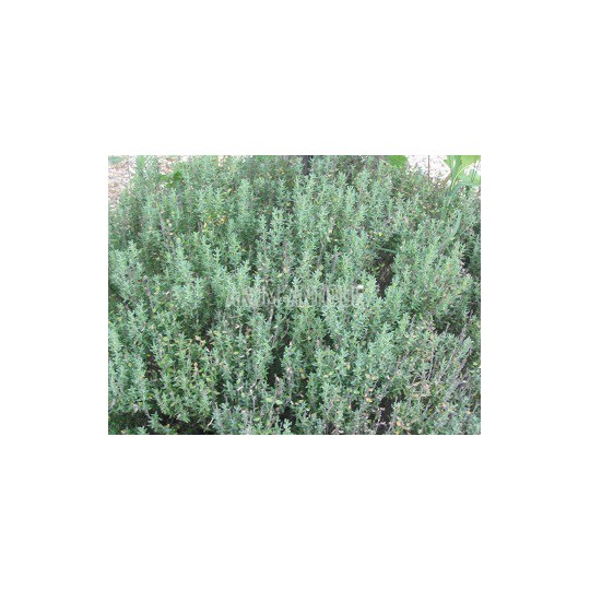 Thym à thuyanol bio, Thymus vulgaris thuyanoliferum, 500 aromatiques.