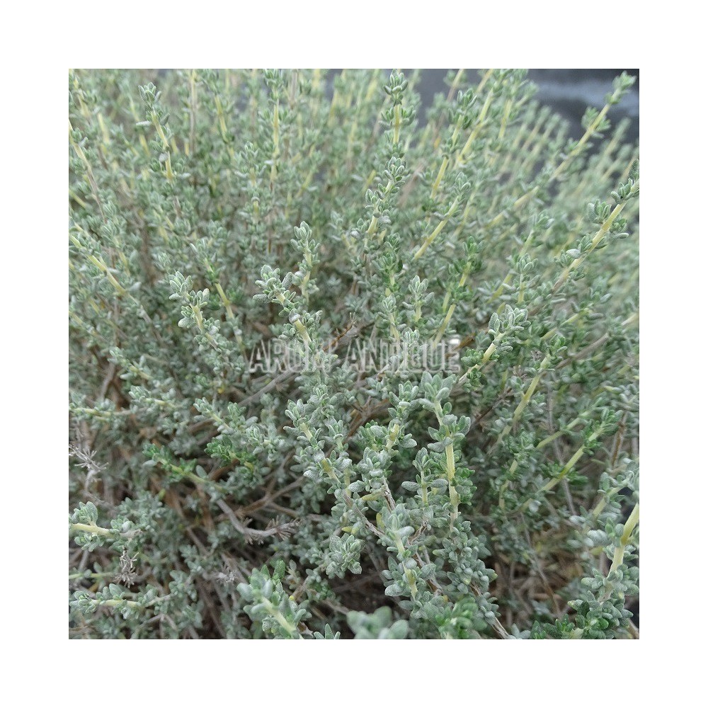 Thym à thuyanol bio, Thymus vulgaris thuyanoliferum, 500 aromatiques.