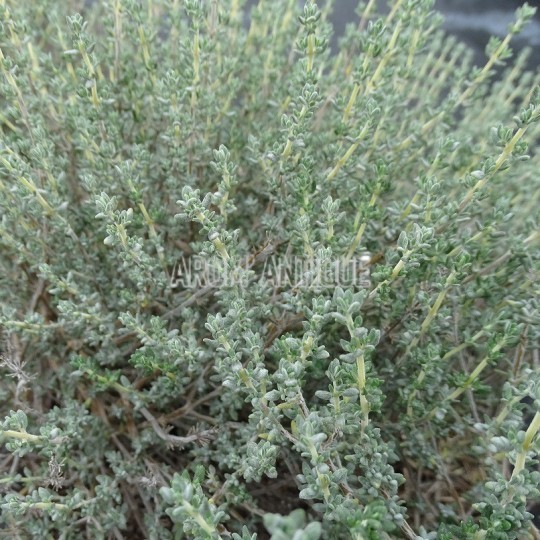 Thym à thuyanol bio, Thymus vulgaris thuyanoliferum, 500 aromatiques.