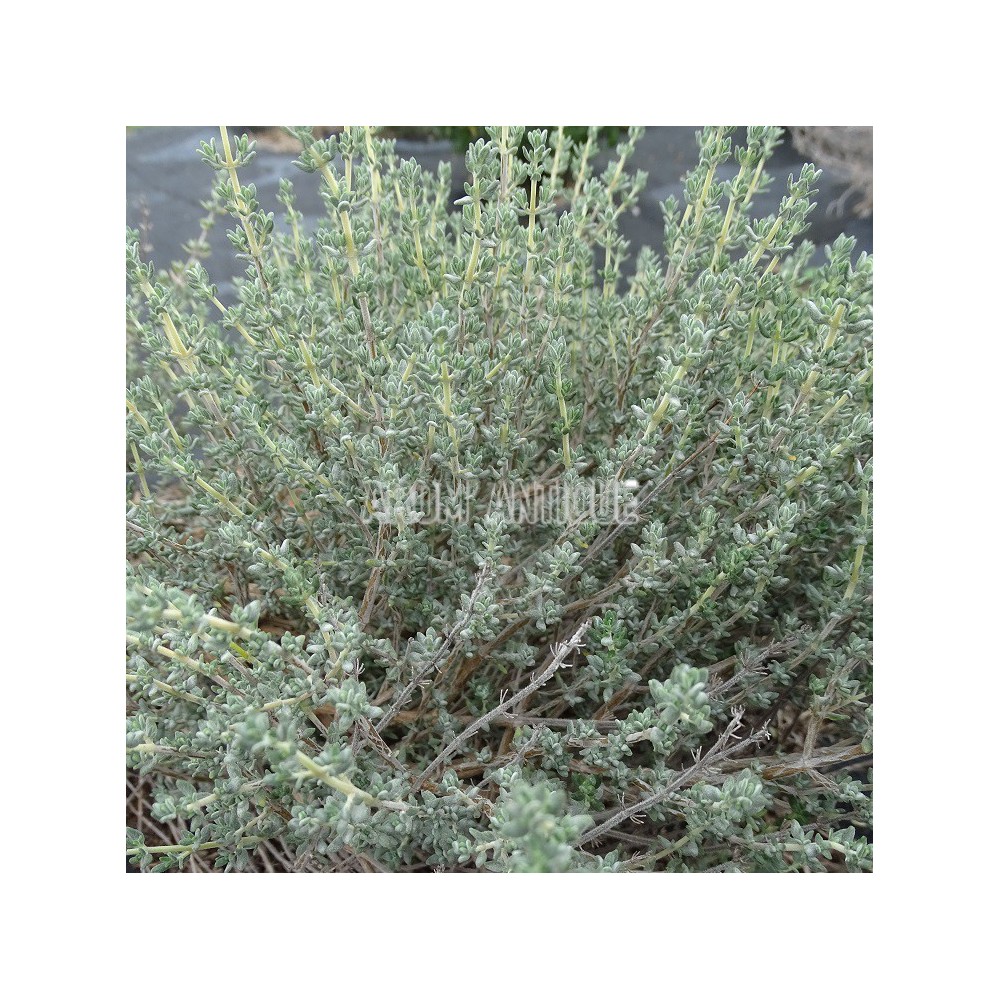 Thym à thuyanol bio, Thymus vulgaris thuyanoliferum, 500 aromatiques.
