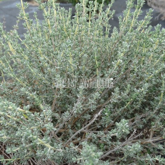 Thym à thuyanol bio, Thymus vulgaris thuyanoliferum, 500 aromatiques.