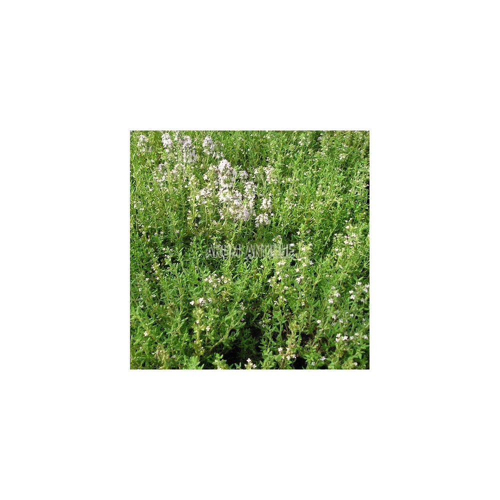 Thym compact avec des fleurs