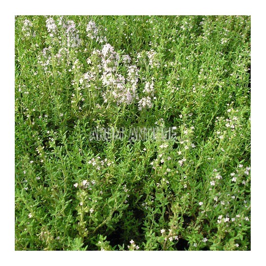 Thym compact avec des fleurs