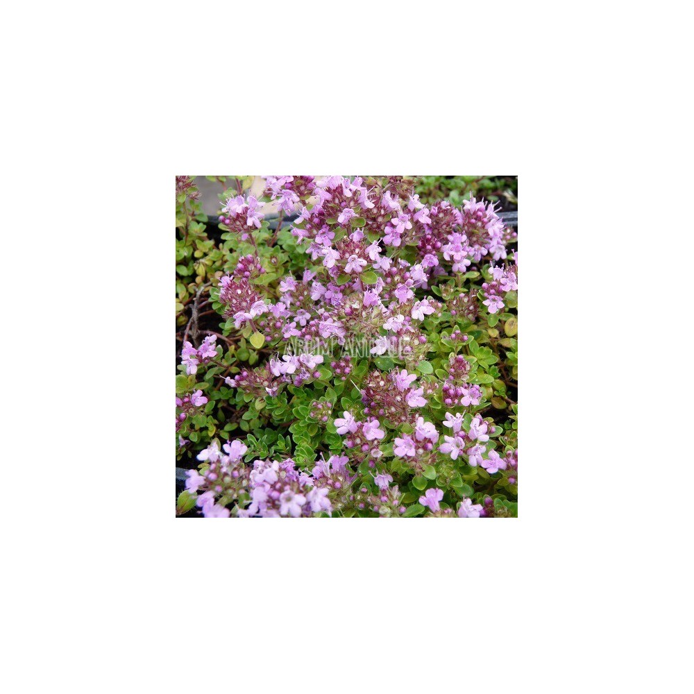 Thym hirsute, Thymus roegneri, Arom'antique, 450 aromatiques bio.