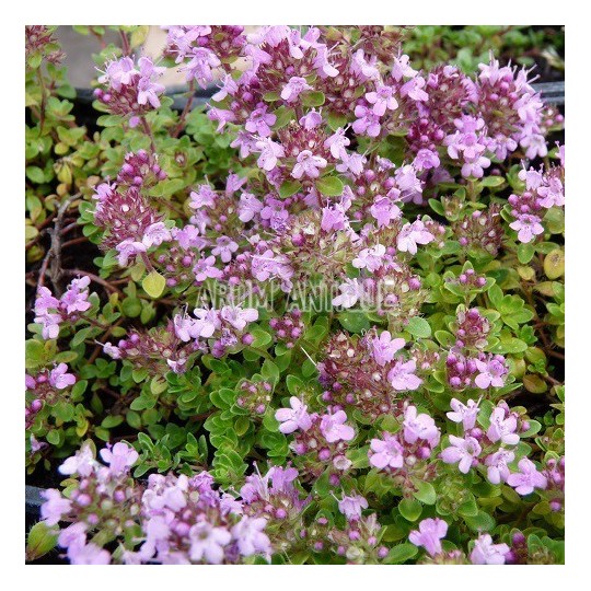 Thym hirsute, Thymus roegneri, Arom'antique, 450 aromatiques bio.
