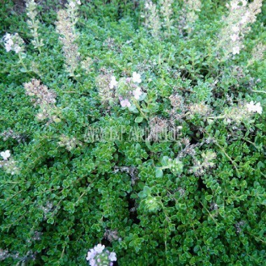 Thym hirsute, Thymus roegneri, Arom'antique, 450 aromatiques bio. 2