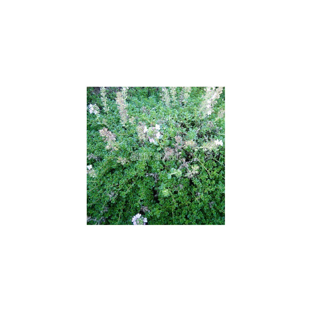 Thym hirsute, Thymus roegneri, Arom'antique, 450 aromatiques bio.