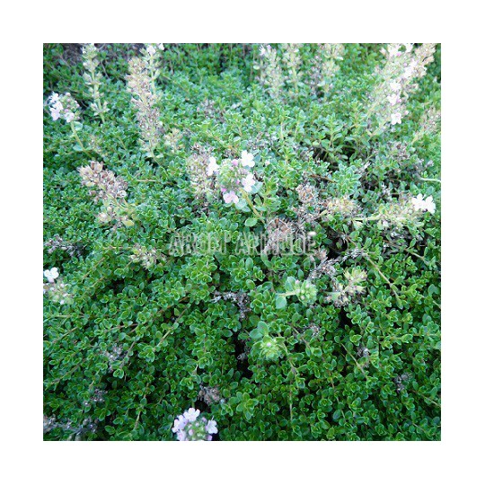 Thym hirsute, Thymus roegneri, Arom'antique, 450 aromatiques bio.