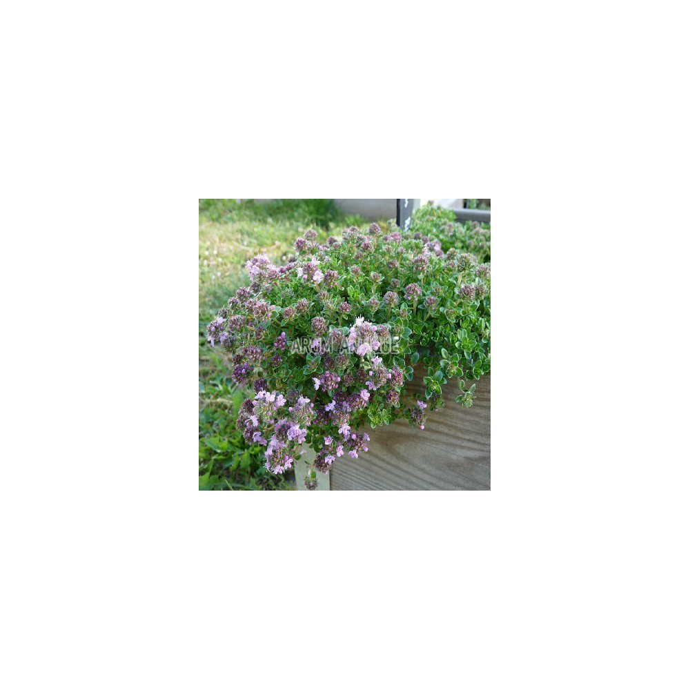 Thym hirsute, Thymus roegneri, Arom'antique, 450 aromatiques bio.