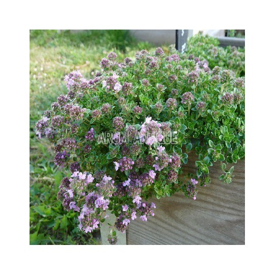 Thym hirsute, Thymus roegneri, Arom'antique, 450 aromatiques bio.