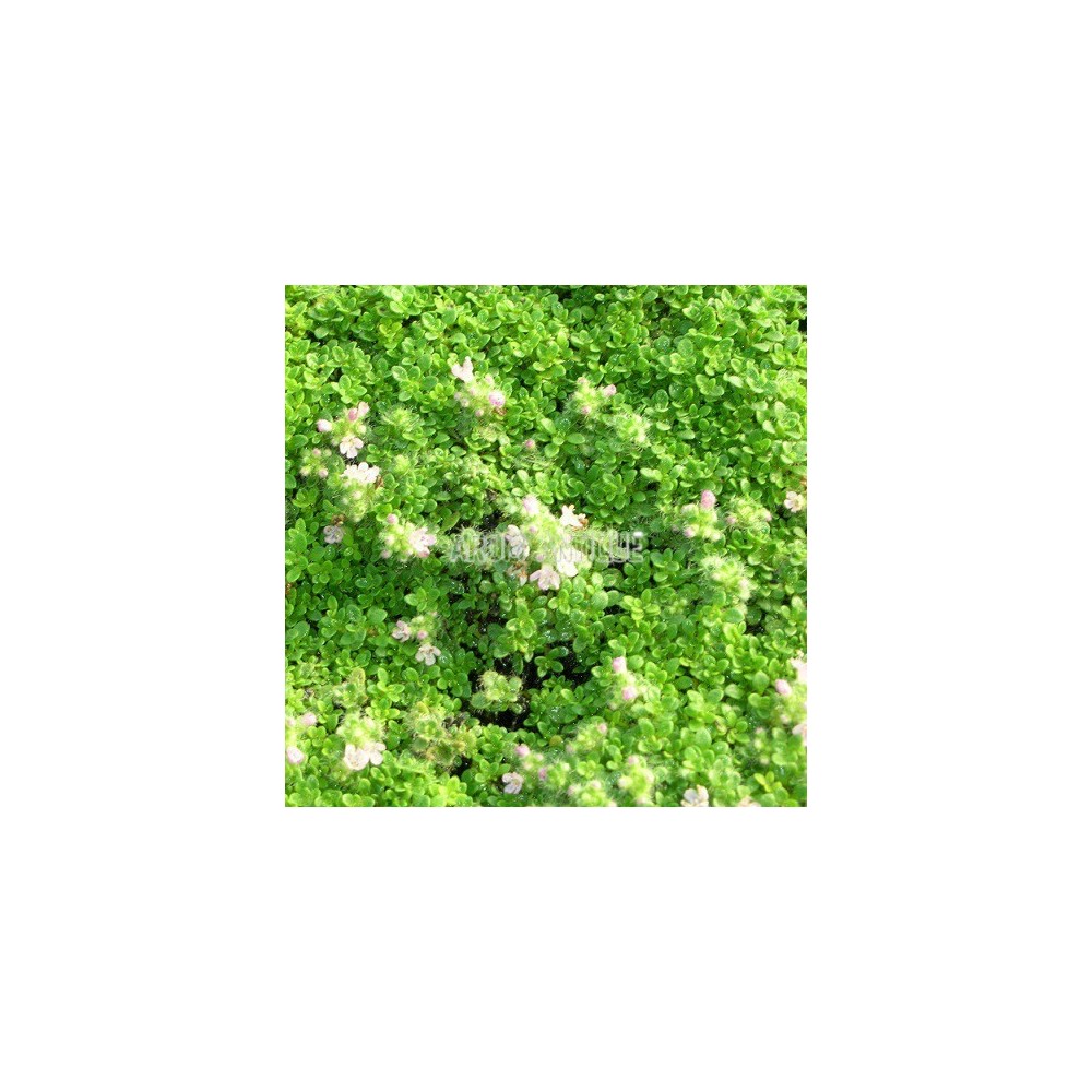 Thym nain, Thymus praecox subsp. ligusticus 'Minor', Arom'antique.