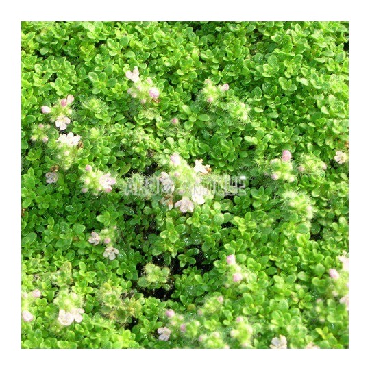 Thym nain, Thymus praecox subsp. ligusticus 'Minor', Arom'antique.