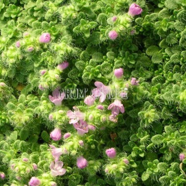 Thym nain, Thymus praecox subsp. ligusticus 'Minor', Arom'antique.