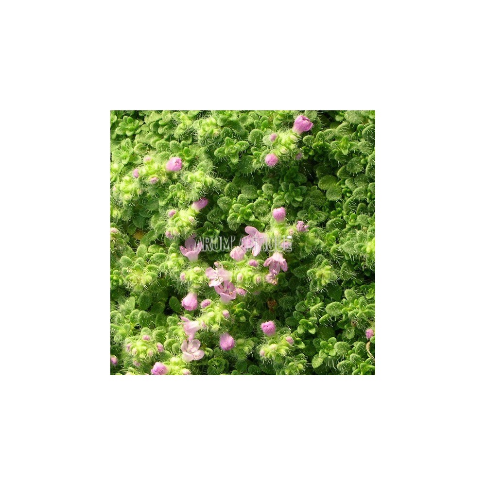 Thym nain, Thymus praecox subsp. ligusticus 'Minor', Arom'antique.
