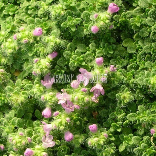 Thym nain, Thymus praecox subsp. ligusticus 'Minor', Arom'antique.