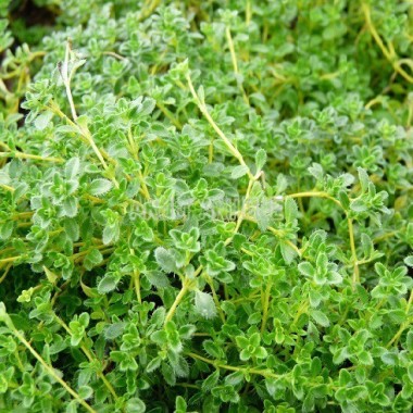 Thym serpolet blanc, Thymus serpyllum var. albus, Arom'antique. 2