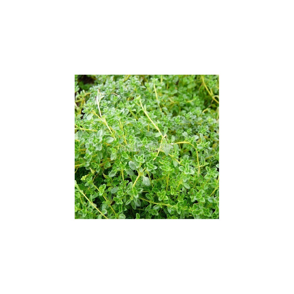 Thym serpolet blanc, Thymus serpyllum var. albus, Arom'antique.