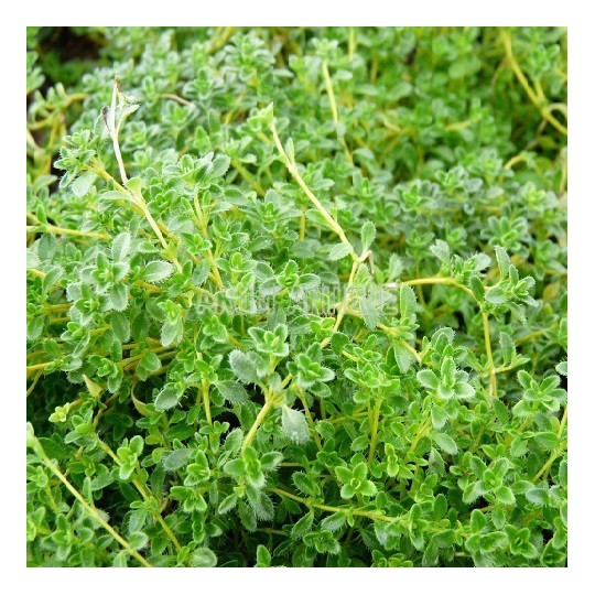 Thym serpolet blanc, Thymus serpyllum var. albus, Arom'antique.