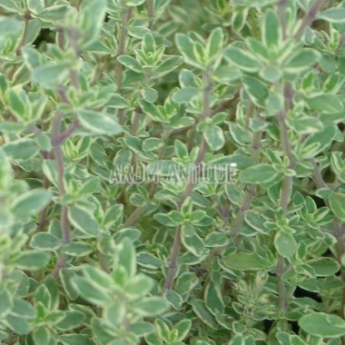 Thymus 'Silver Queen', thym 'Silver Queen', Arom'antique, aromatiques. 2