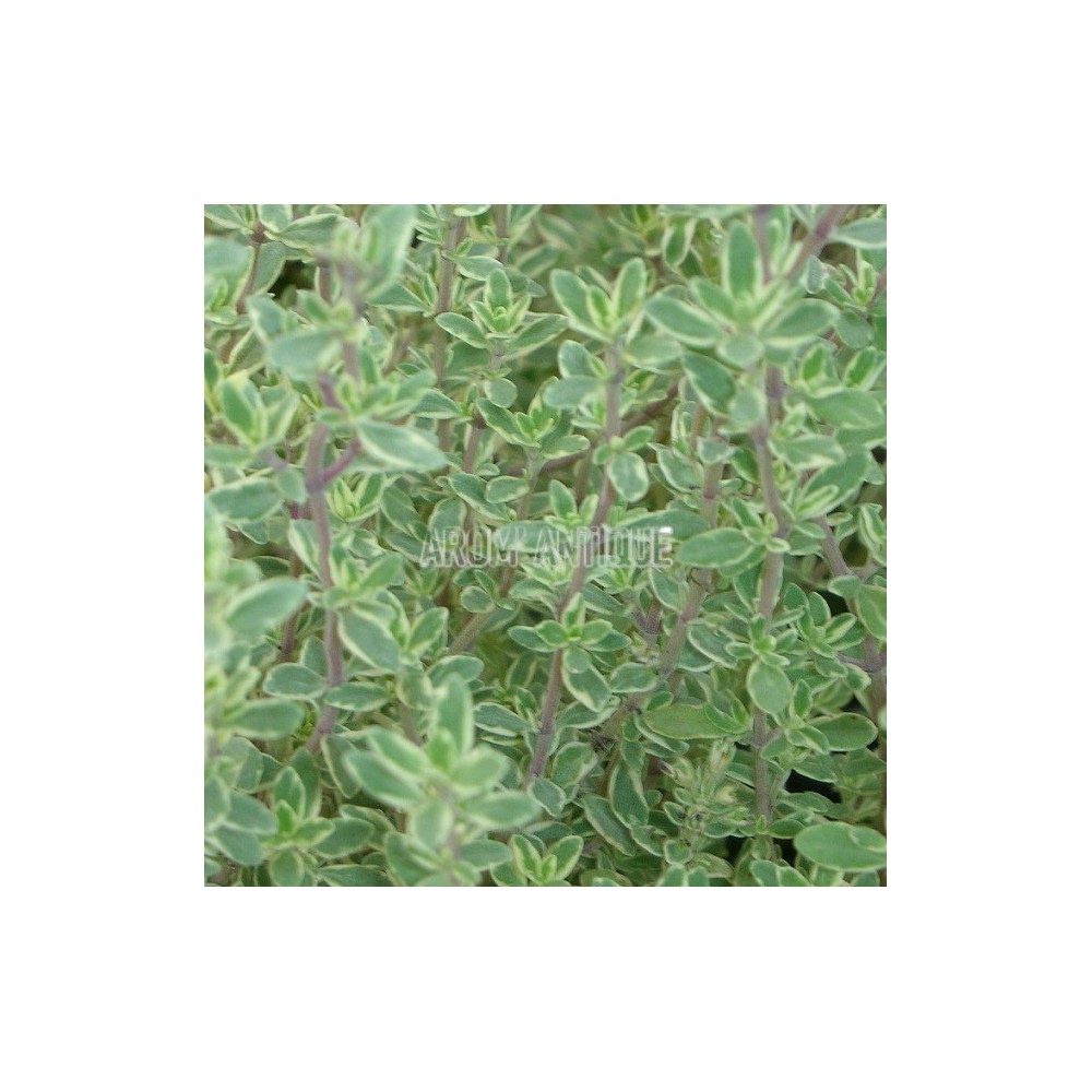 Thymus 'Silver Queen', thym 'Silver Queen', Arom'antique, aromatiques.