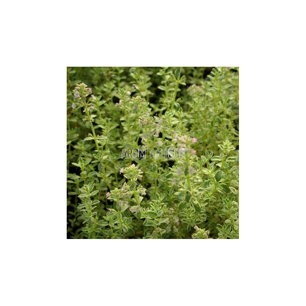 Thymus 'Silver Queen', thym 'Silver Queen', Arom'antique, aromatiques.