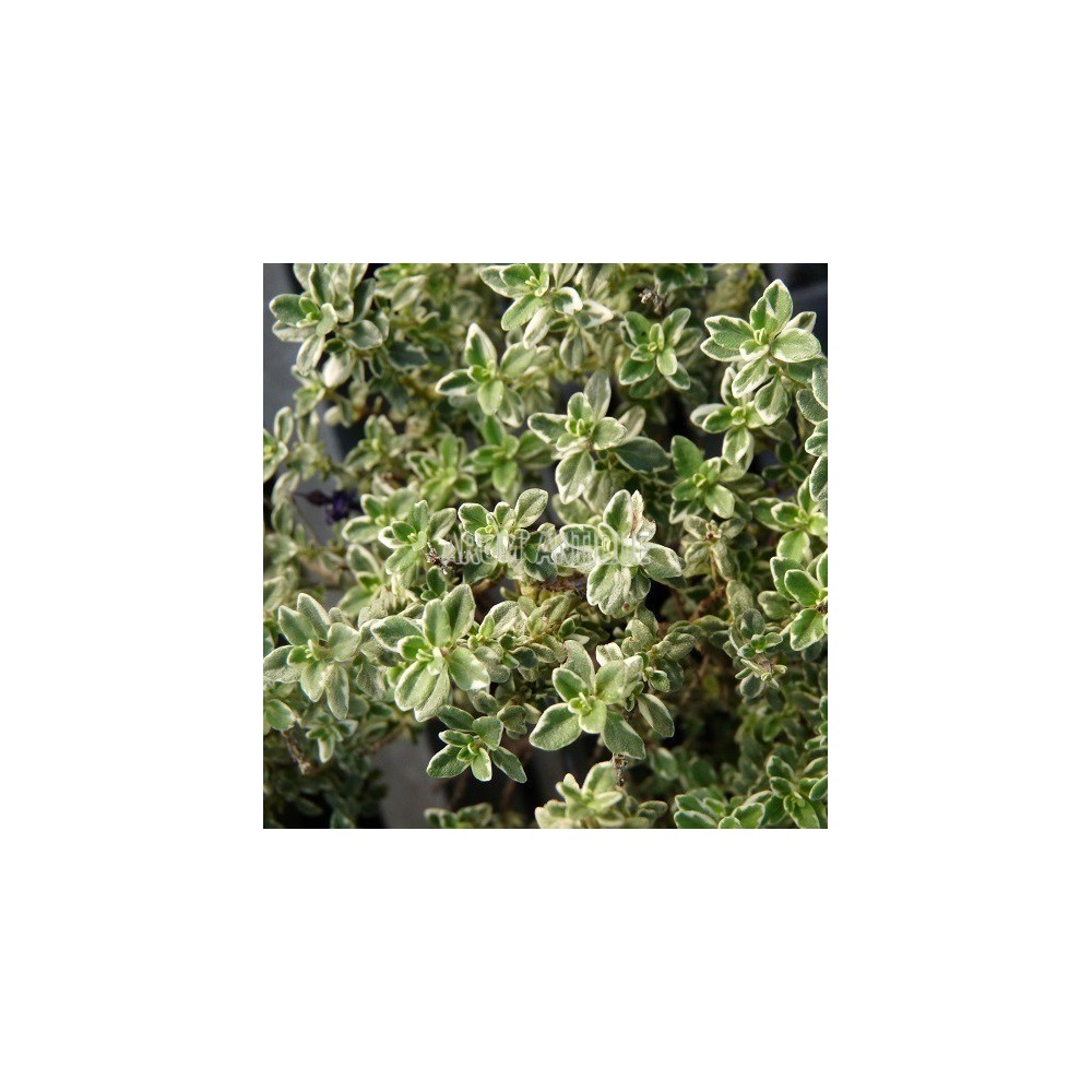 Thymus 'Silver Queen', thym 'Silver Queen', Arom'antique, aromatiques.