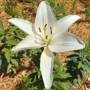 Lys de la madone, lys blanc. Lilium candidum. Arom'antique. 2