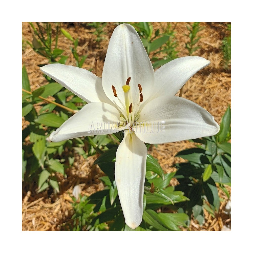 Lys de la madone, lys blanc. Lilium candidum. Arom'antique.