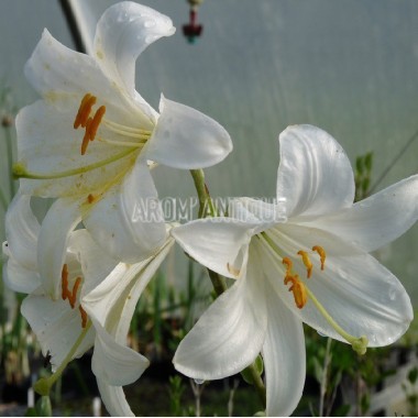 Lys de la madone, lys blanc. Lilium candidum. Arom'antique.