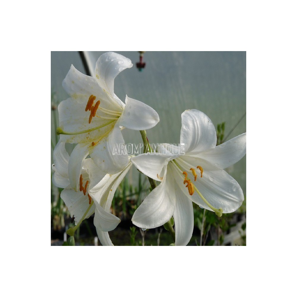 Lys de la madone, lys blanc. Lilium candidum. Arom'antique.