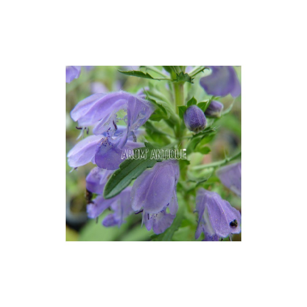 Mélisse de Moldavie, Dracocephalum moldavicum. Arom'antique.