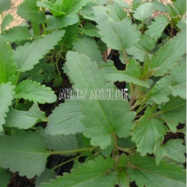 Mélisse de Moldavie, Dracocephalum moldavicum. Arom'antique. 2