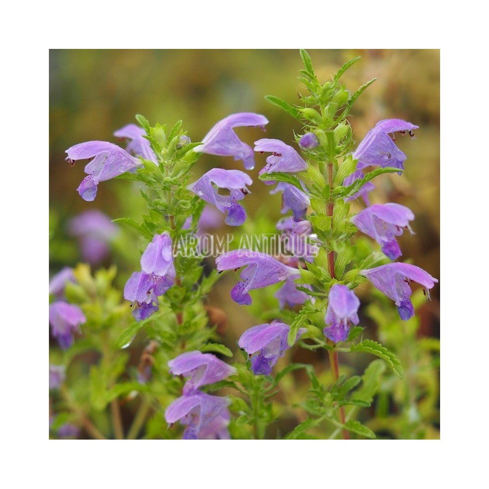 Mélisse de Moldavie, Dracocephalum moldavicum. Arom'antique.