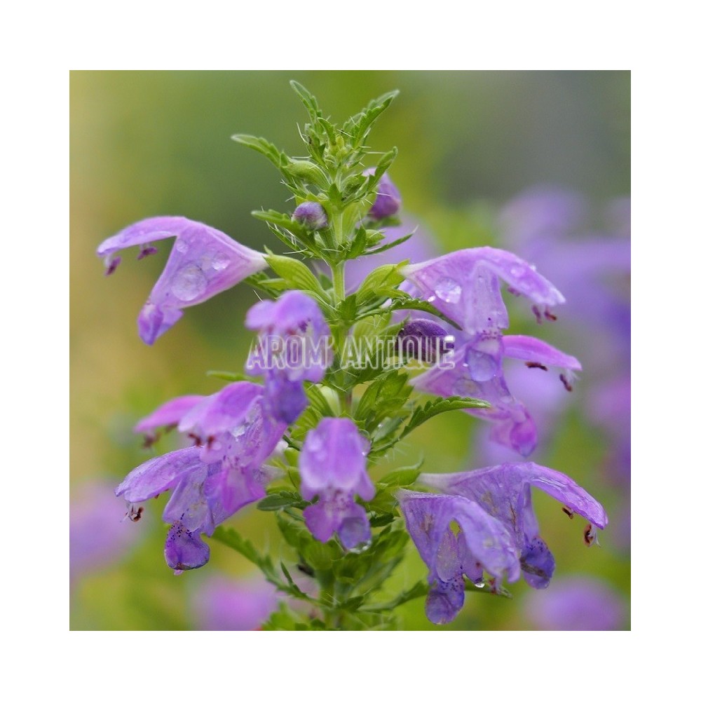 Mélisse de Moldavie, Dracocephalum moldavicum. Arom'antique.