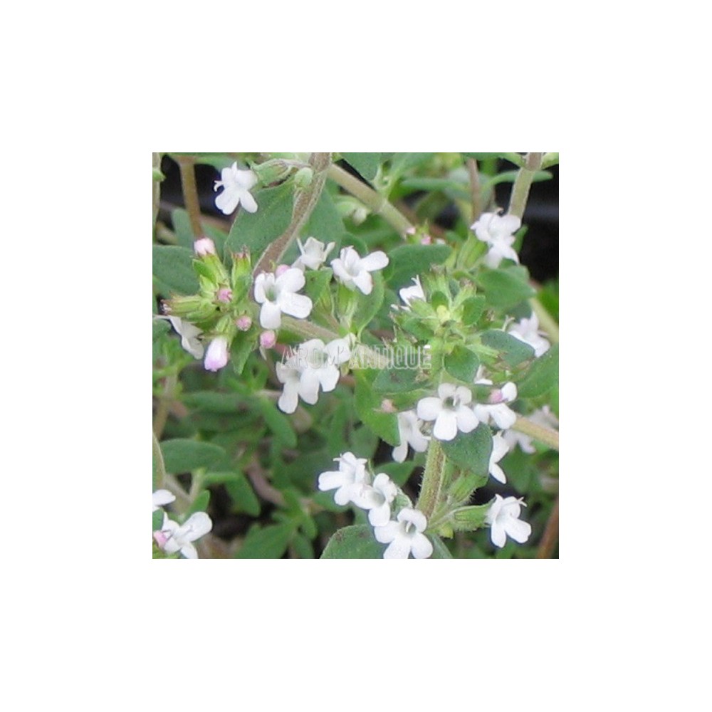Thym orange, Thymus 'Fragrantissimus', Arom'antique, aromatiques bio.