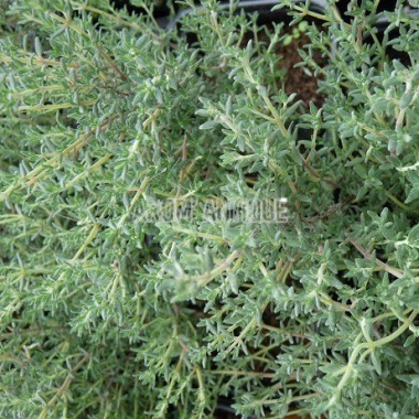 Thym orange, Thymus 'Fragrantissimus', Arom'antique, aromatiques bio. 2