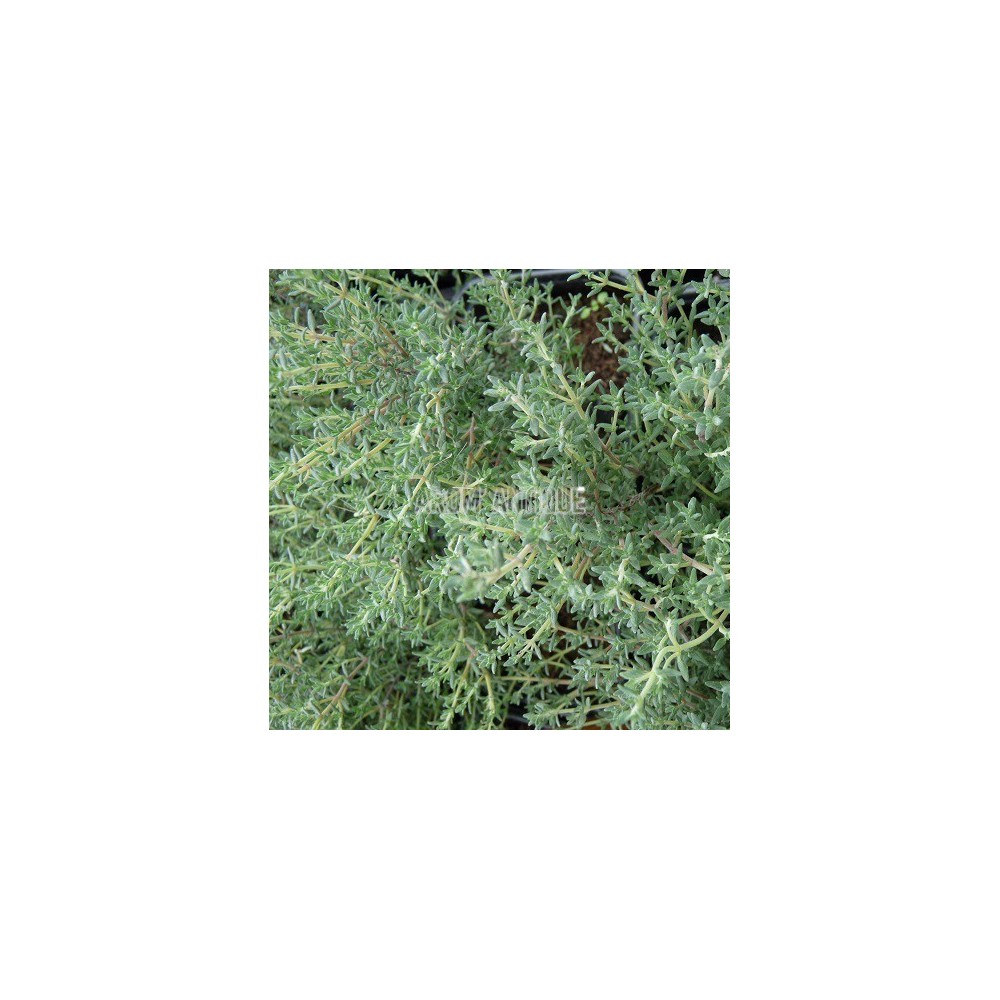 Thym orange, Thymus 'Fragrantissimus', Arom'antique, aromatiques bio.