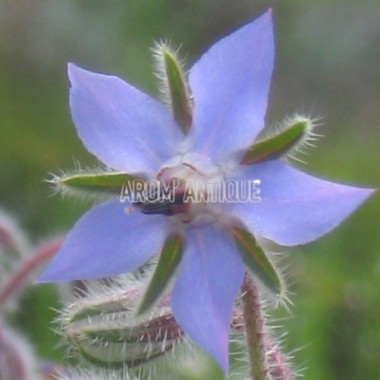 Bourrache bio, Borago officinalis, Arom'antique, 500 aromatiques bio.