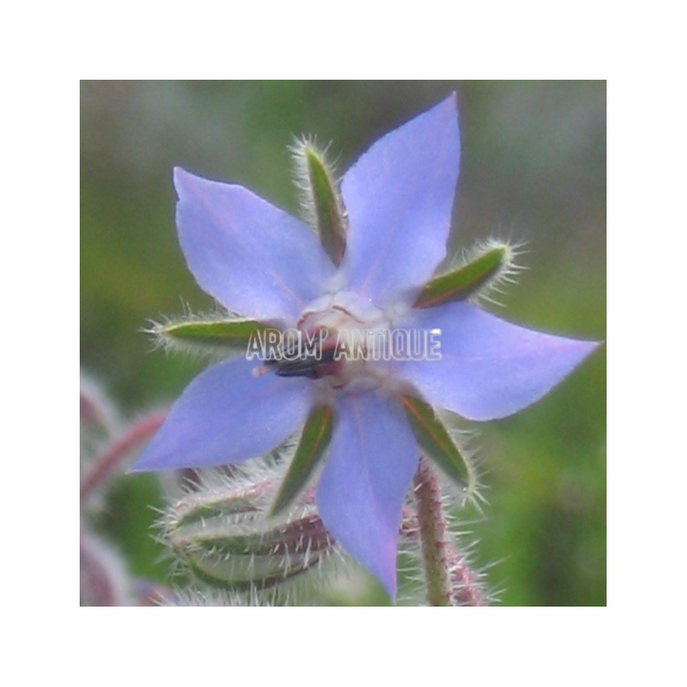 Bourrache bio, Borago officinalis, Arom'antique, 500 aromatiques bio.