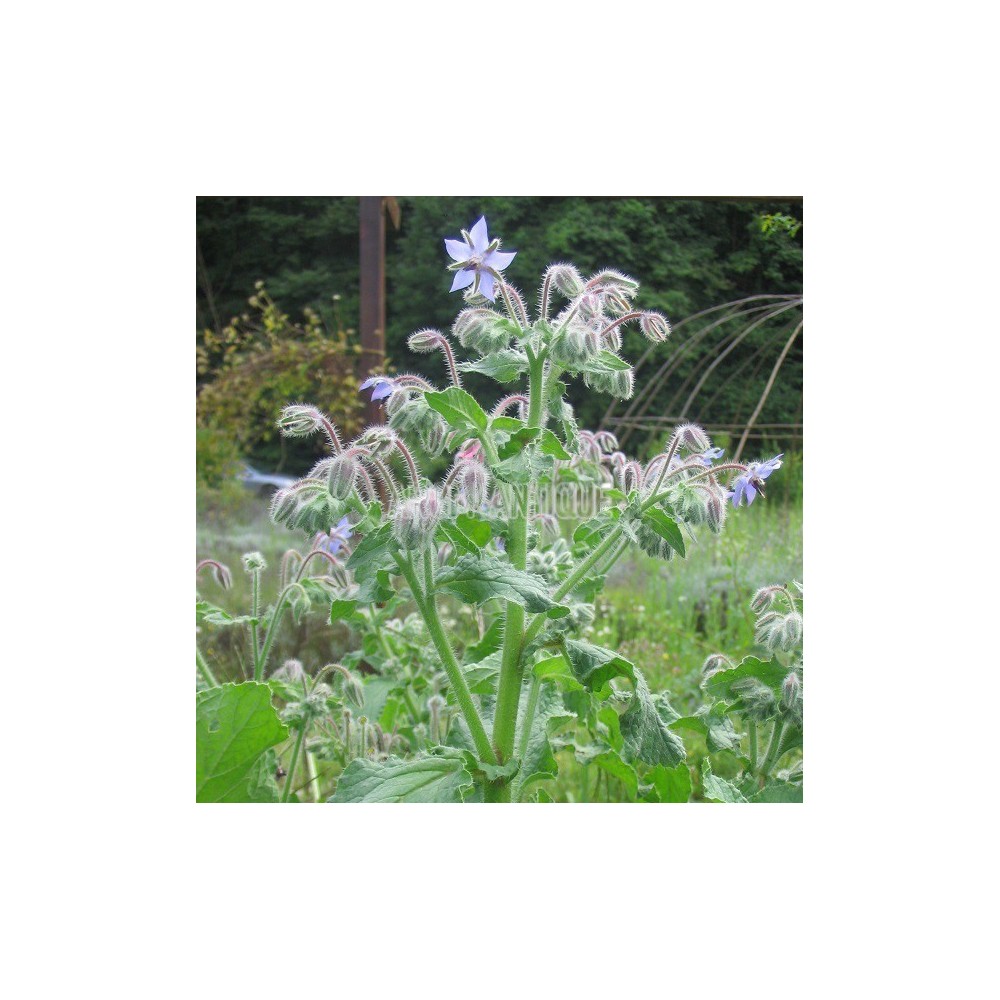 Bourrache bio, Borago officinalis, Arom'antique, 500 aromatiques bio.